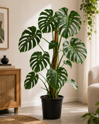 Deve Tabanı (Monstera Deliciosa)