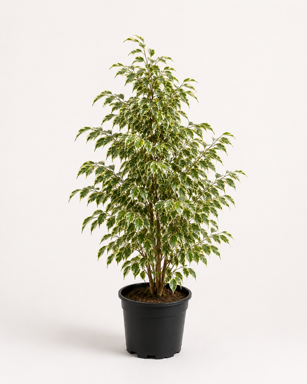 Benjamin (Ficus Benjamina Starlight)