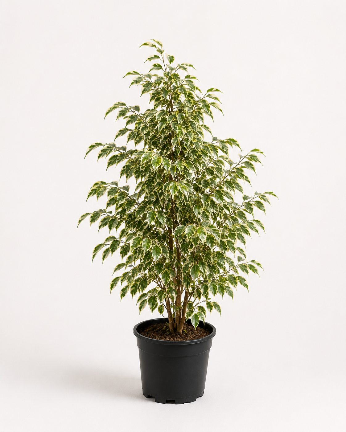 Benjamin (Ficus Benjamina Starlight)