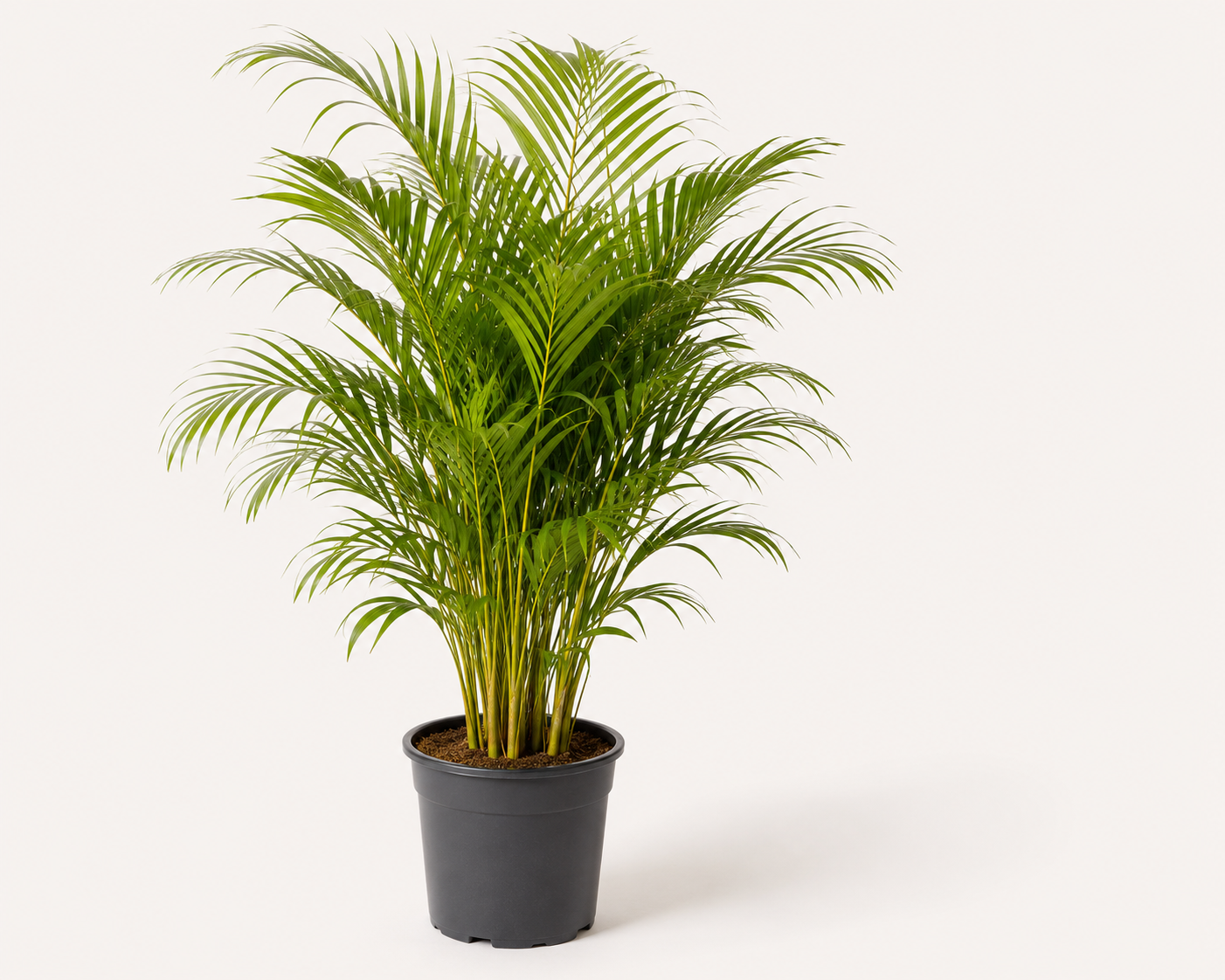 Areka Palmiyesi (Dypsis Lutescens)