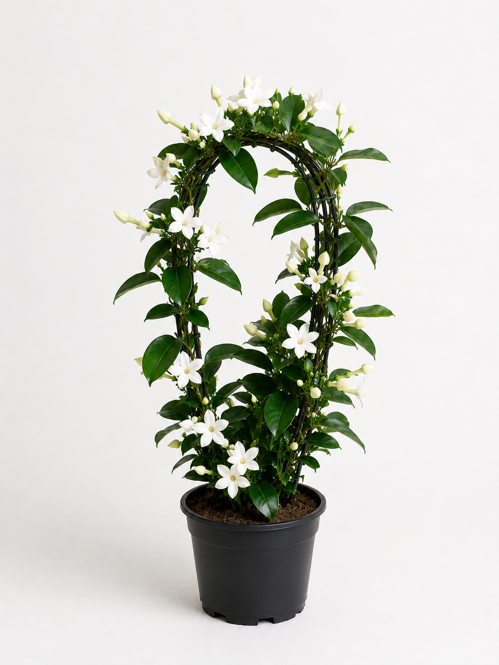 Madagaskar Yasemini (Stephanotis Floribunda)
