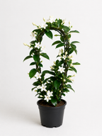 Madagaskar Yasemini (Stephanotis Floribunda)
