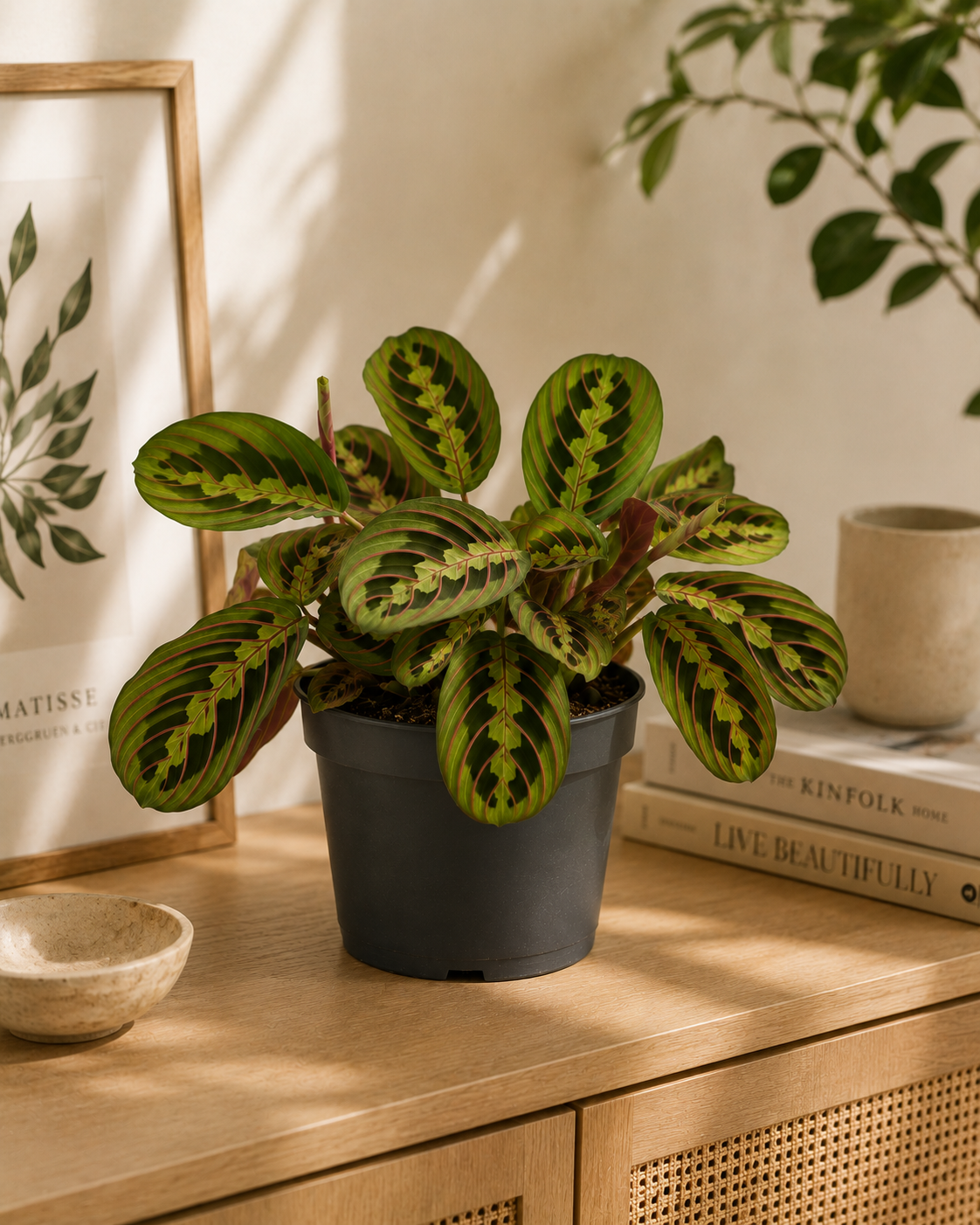 Dua Çiçeği (Maranta Fascinator)