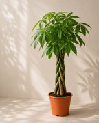 Örgülü Para Ağacı (Pachira Aquatica)