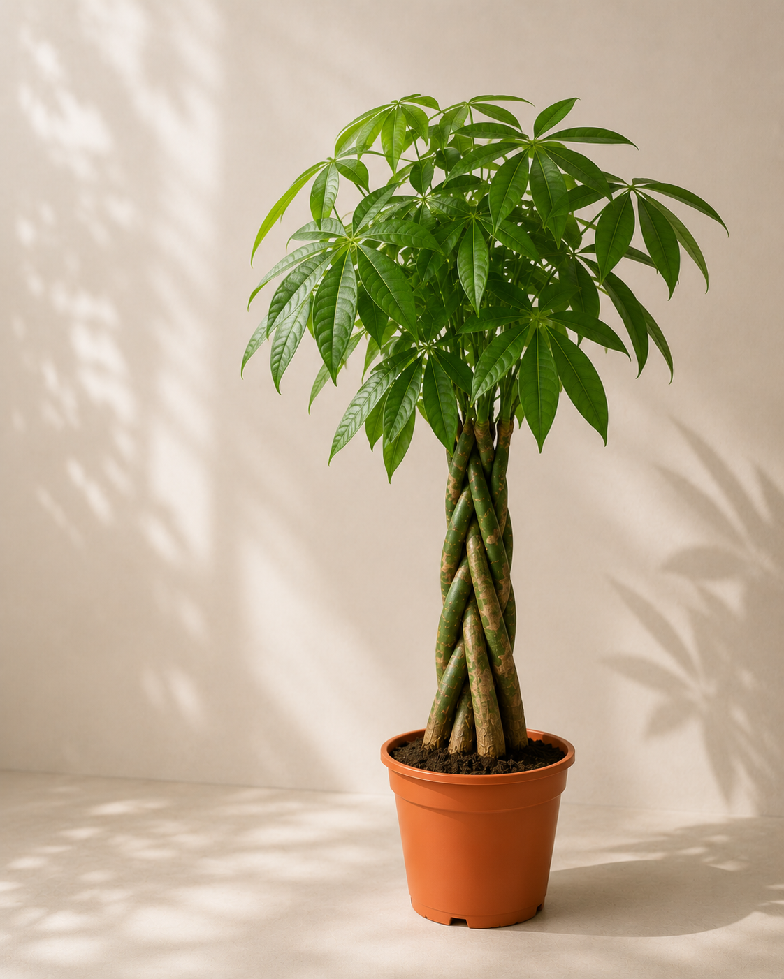 Örgülü Para Ağacı (Pachira Aquatica)