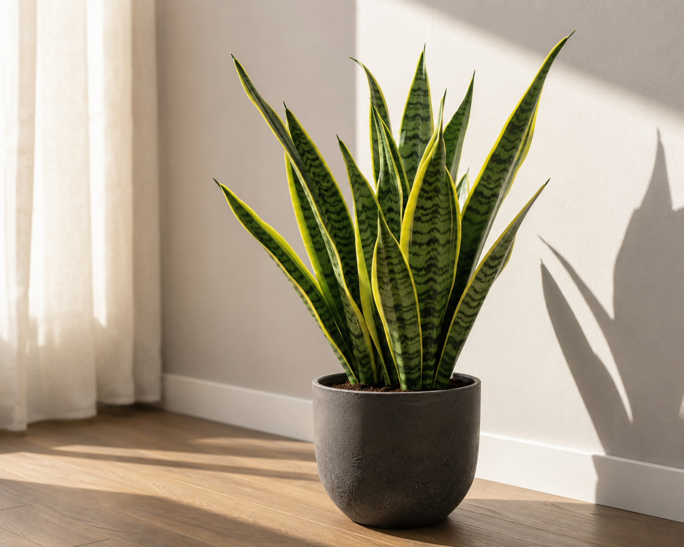 Paşa Kılıcı (Sansevieria Laurentii)