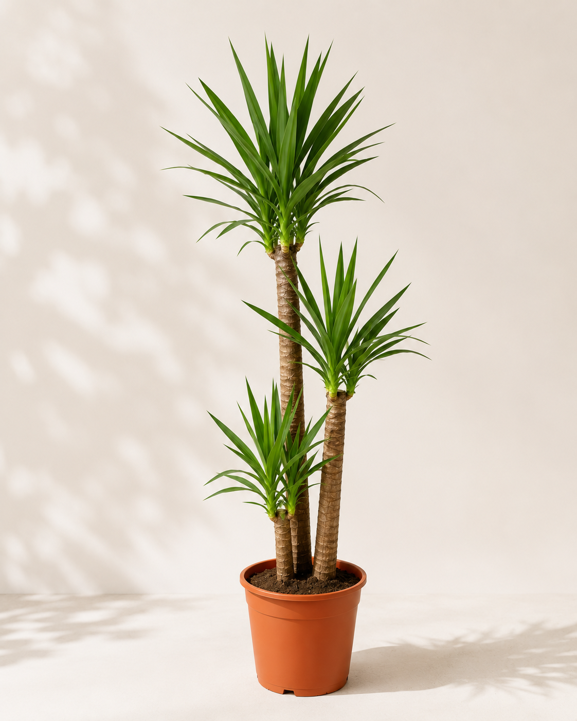 Yuka (Yucca Massengena)