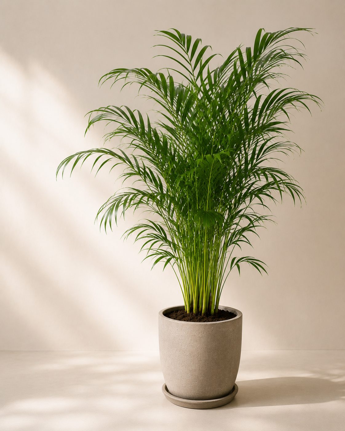 Dağ Palmiyesi (Chamaedorea Elegans)