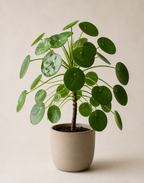 Çin Para Çiçeği (Pilea)