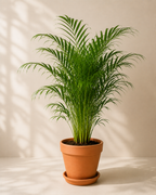 Dağ Palmiyesi (Chamaedorea Elegans)