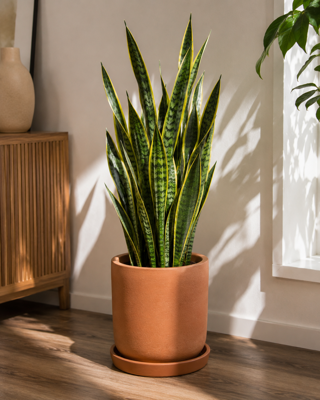 Paşa Kılıcı (Sansevieria Laurentii)