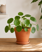 Çin Para Çiçeği (Pilea)
