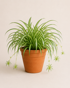 Kurdele Çiçeği (Chlorophytum Comosum)