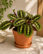 Dua Çiçeği (Maranta Fascinator)