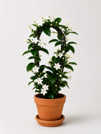 Madagaskar Yasemini (Stephanotis Floribunda)