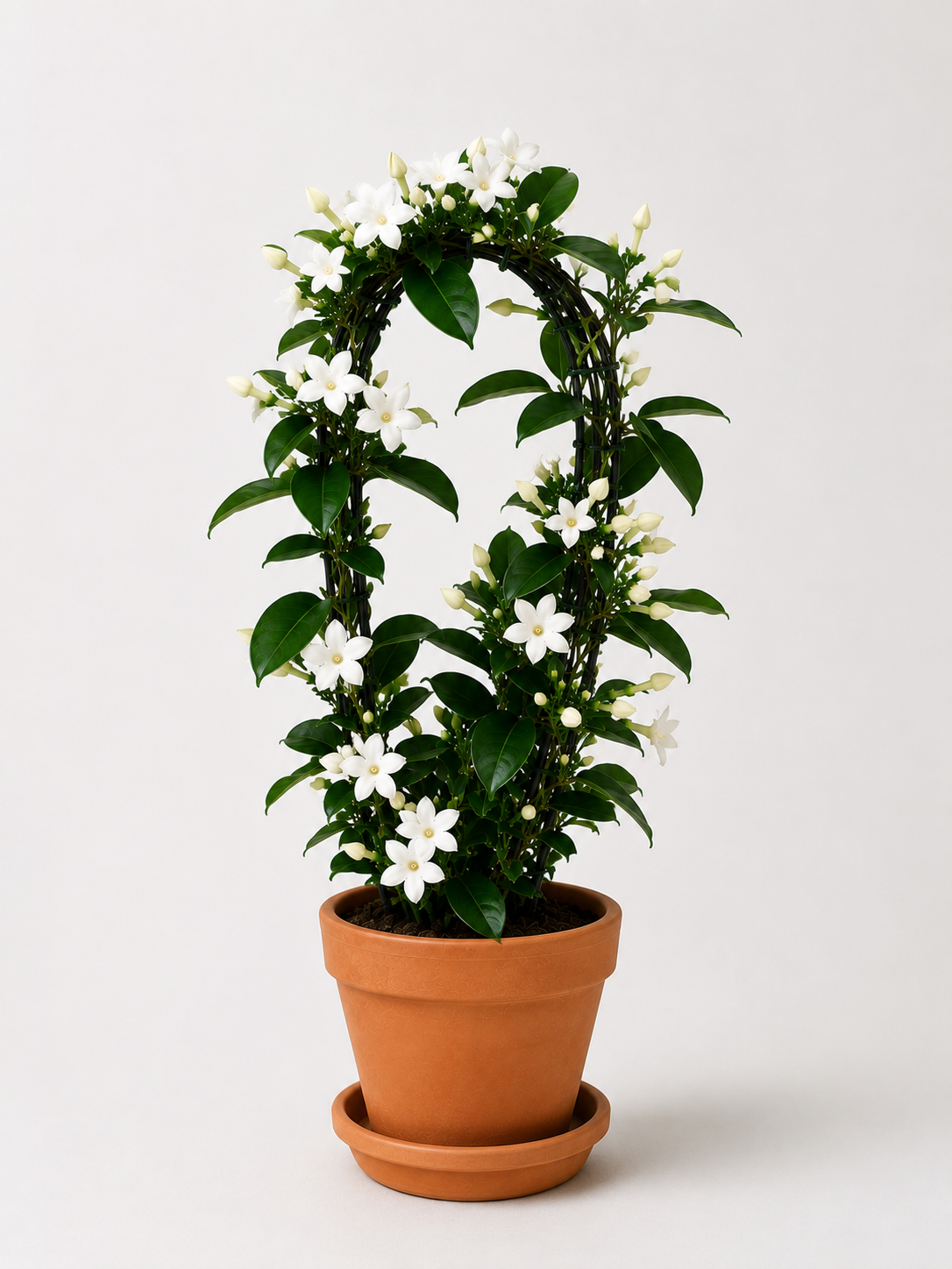 Madagaskar Yasemini (Stephanotis Floribunda)